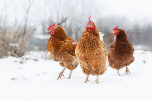 Drei Hühner im Schnee