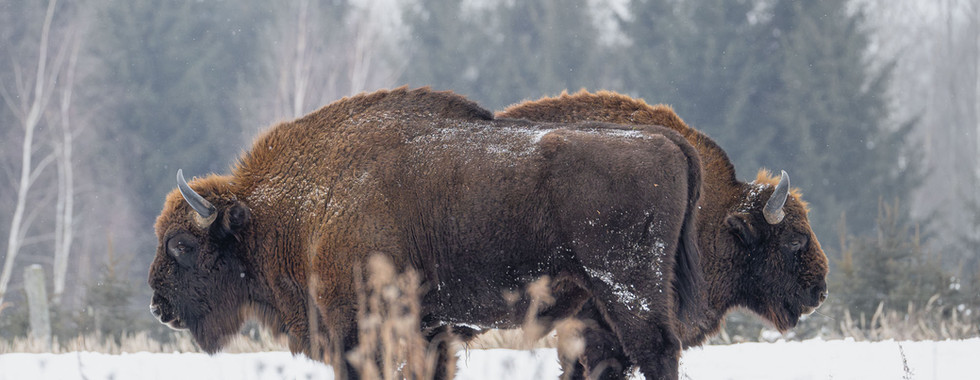 Wisent-Bullen