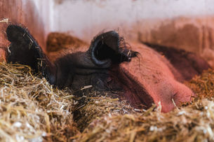 Ein Schwein schläft im Strohbett
