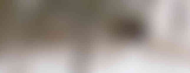 Ein Wisent streift durchs Dorf.