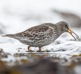 Meerstrandläufer