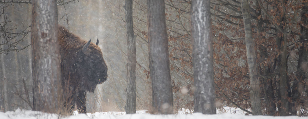 Wisent am Waldrand
