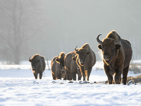 Eine Herde Wisente steht auf einem zugeschneiten Feld