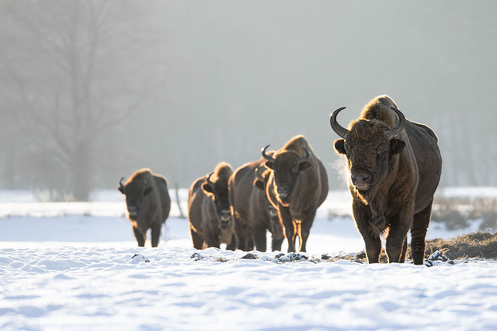 Eine Herde Wisente auf einem zugeschneiten Feld.