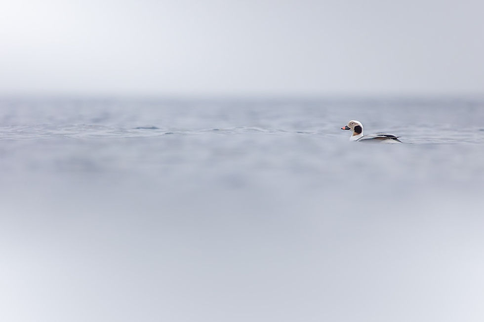 Männliche Eisente auf der Ostsee