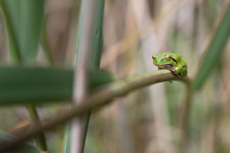 Ein Laubfrosch sitzt auf einem Ast