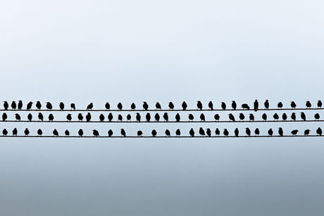 Stare sitzen auf einer Stromleitung