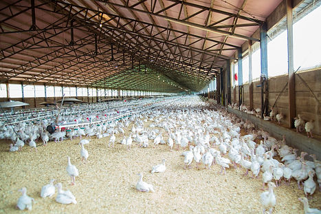 chicken-4689310_1920.jpg