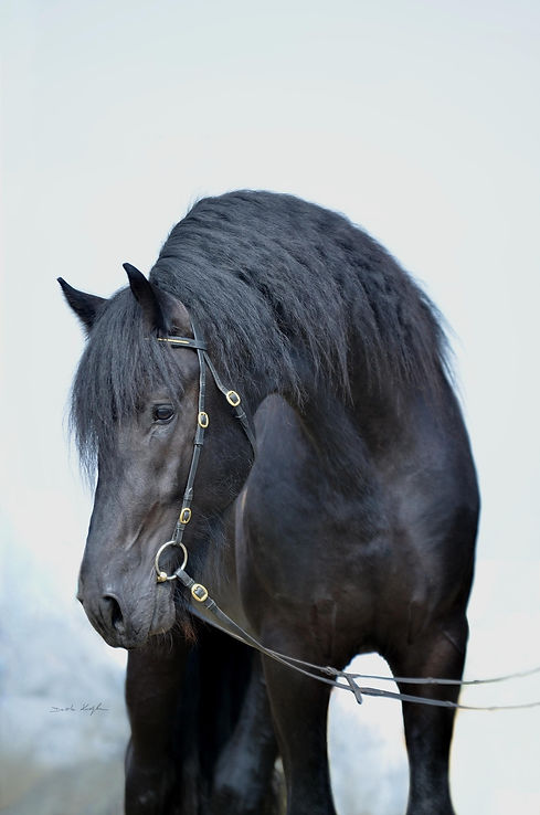 horse-4089292_1920 (1).jpg