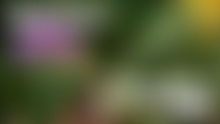 Purple milk thistle flowers on the left, dandelion roots with yellow flowers on the right. Text reads "Milk Thistle" and "Dandelion Root."