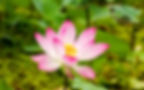 Lotus symbolism in Eastern medicine representing purity, rebirth, and natural healing.
