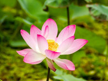 Lotus symbolism in Eastern medicine representing purity, rebirth, and natural healing
