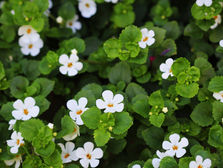 A dense cluster of small white flowers, Brahmi, amid lush green leaves. Bright, serene garden setting. Source: Canva.