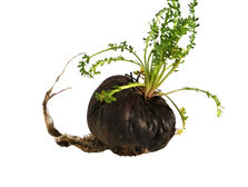 Four Black Maca, dark bulbs with green sprouts and roots lie on a white background, suggesting fresh growth. Source: Canva.