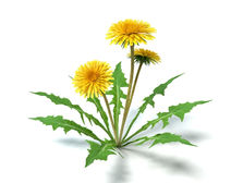 2 bright yellow dandelion flowers with fully bloomed heads, growing from a cluster of green, jagged-edged leaves. The plants have slender stems and are set against a plain white background, giving a clear view of their natural shape and vibrant colors. Source: Canva.