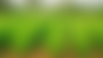 Lush green turmeric plants in neat rows under clear sky,