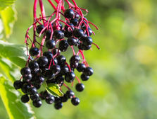 Black Elderberries. Close-up of black elderberries with red stems against a blurred green background. Vibrant colors create a natural and fresh mood.