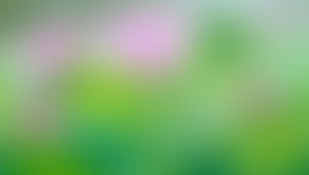 A blooming pink lotus flower surrounded by green leaves; symbolic image highlighting the origin, history, and spiritual meaning of the lotus.