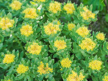 Rhodiola (Rhodiola Rosea). Green plants with vibrant yellow flowers in a garden setting. Lush foliage creates a lively, fresh mood, with no visible text.