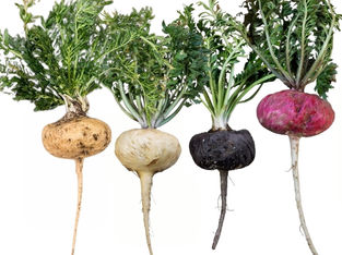 4 Maca root vegetablets : White Maca, Yellow Maca, Red Maca, and Black Maca