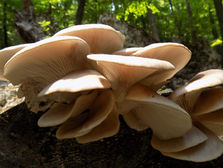 Cluster of Oyster mushrooms growing on a tree stump in a sunlit forest. Bright green foliage in the background adds a fresh, vibrant feel.