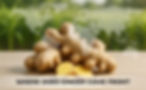 Ginger plant with map of Southeast Asia and global cultivation concept