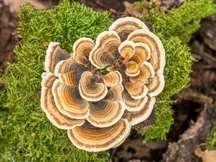 Brown and beige turkey tail mushroom on vibrant green moss, showcasing intricate patterns. Natural forest floor setting.