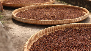 Wicker baskets filled with drying cloves are placed on a sunlit concrete surface outdoors. The cloves are brown and densely packed.