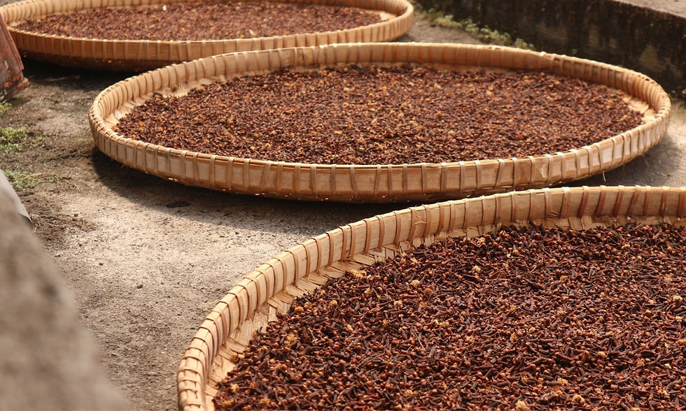 Wicker baskets filled with drying cloves are placed on a sunlit concrete surface outdoors. The cloves are brown and densely packed.