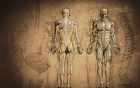 Anatomy%20Drawing_edited_edited.jpg