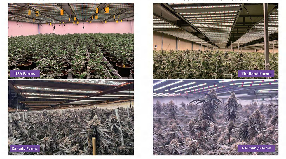 LED Grow Light_15_edited.jpg