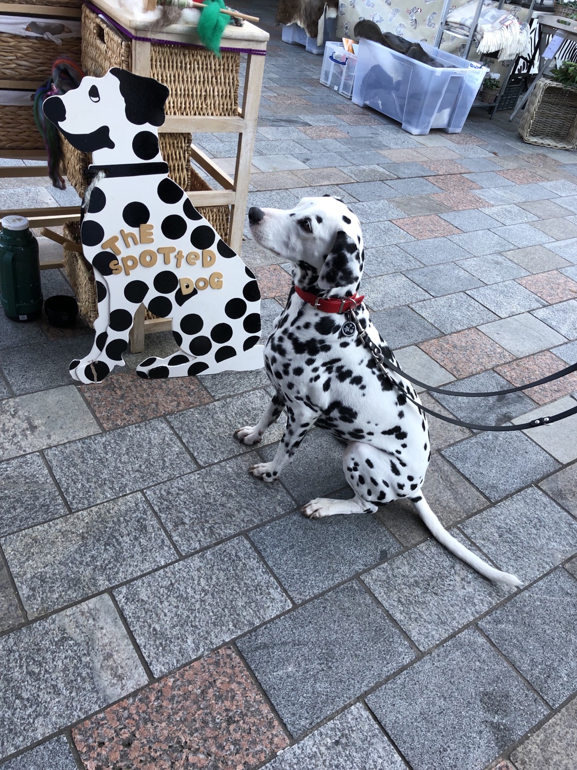 spotted dog