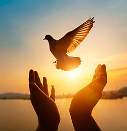 hands reaching for dove