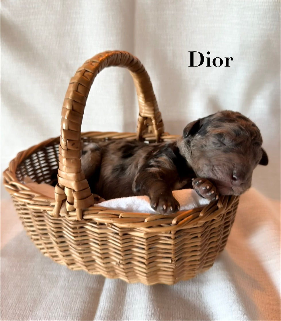 Dior - 1 week
