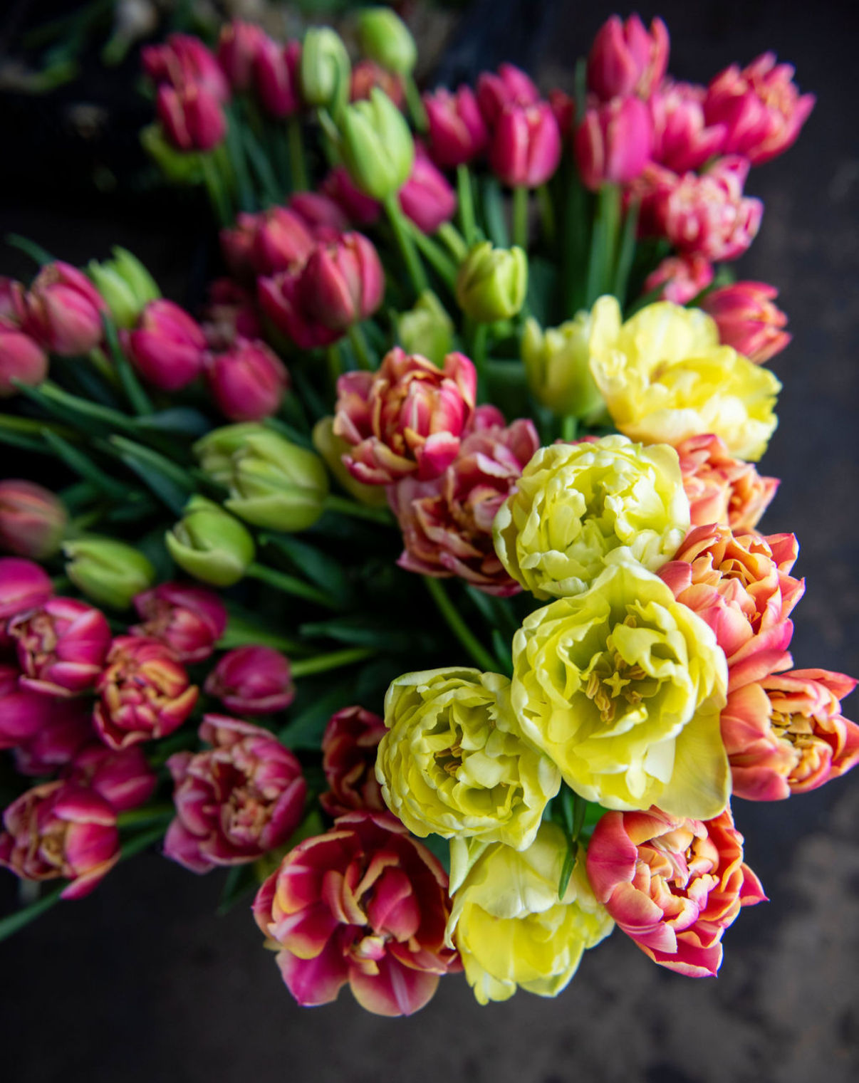 WINTER TULIP SHARE- 6 WEEKS