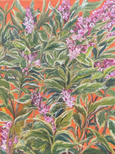 Weigela Florida
