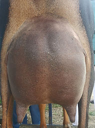 holly udder.jpg