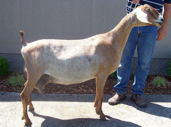 Reba 6-11-2008 Ex-91 3x4.jpg