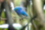 Celestial Monarch (Samar Island Natural Park)