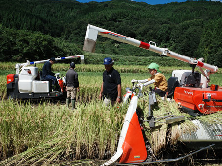 2023 稲刈り体験者募集