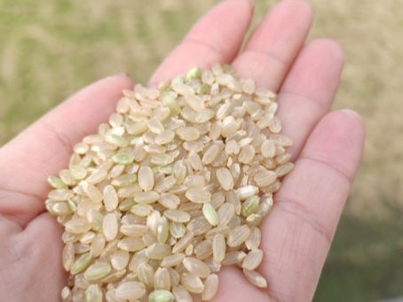 令和5年度新米食味結果が出ました。