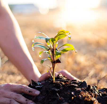 Regenerating biodiversity