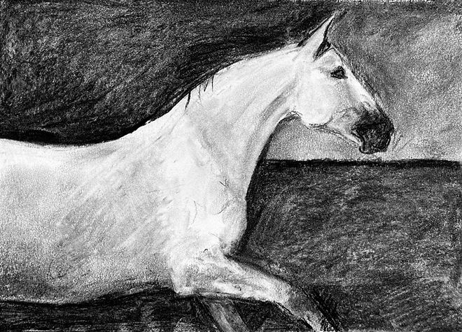 DIANAHAND Lusitano