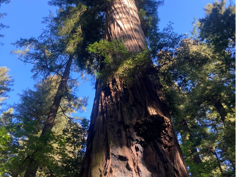 The Shielding Tree | August 31, 2025 | Rev. Dr. Kathryn Benton