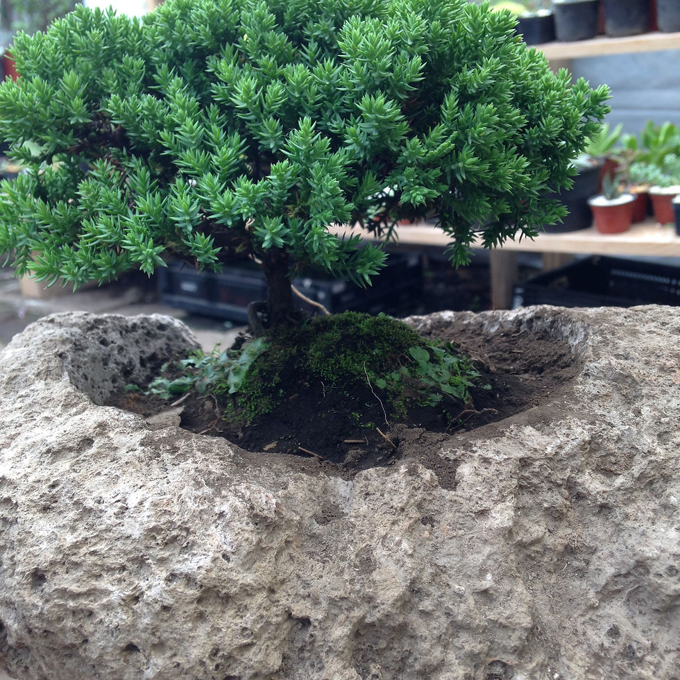 Miniatura: Arbol T bonsai