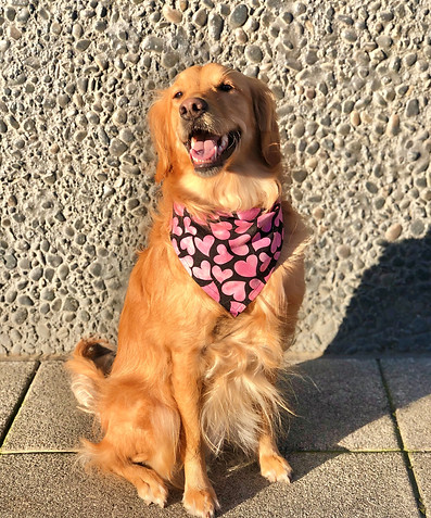 pink hearts baylee.jpg