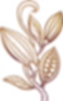 cacau2_edited.png