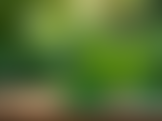 Discover the Benefits of Jamaican Herbal Remedies