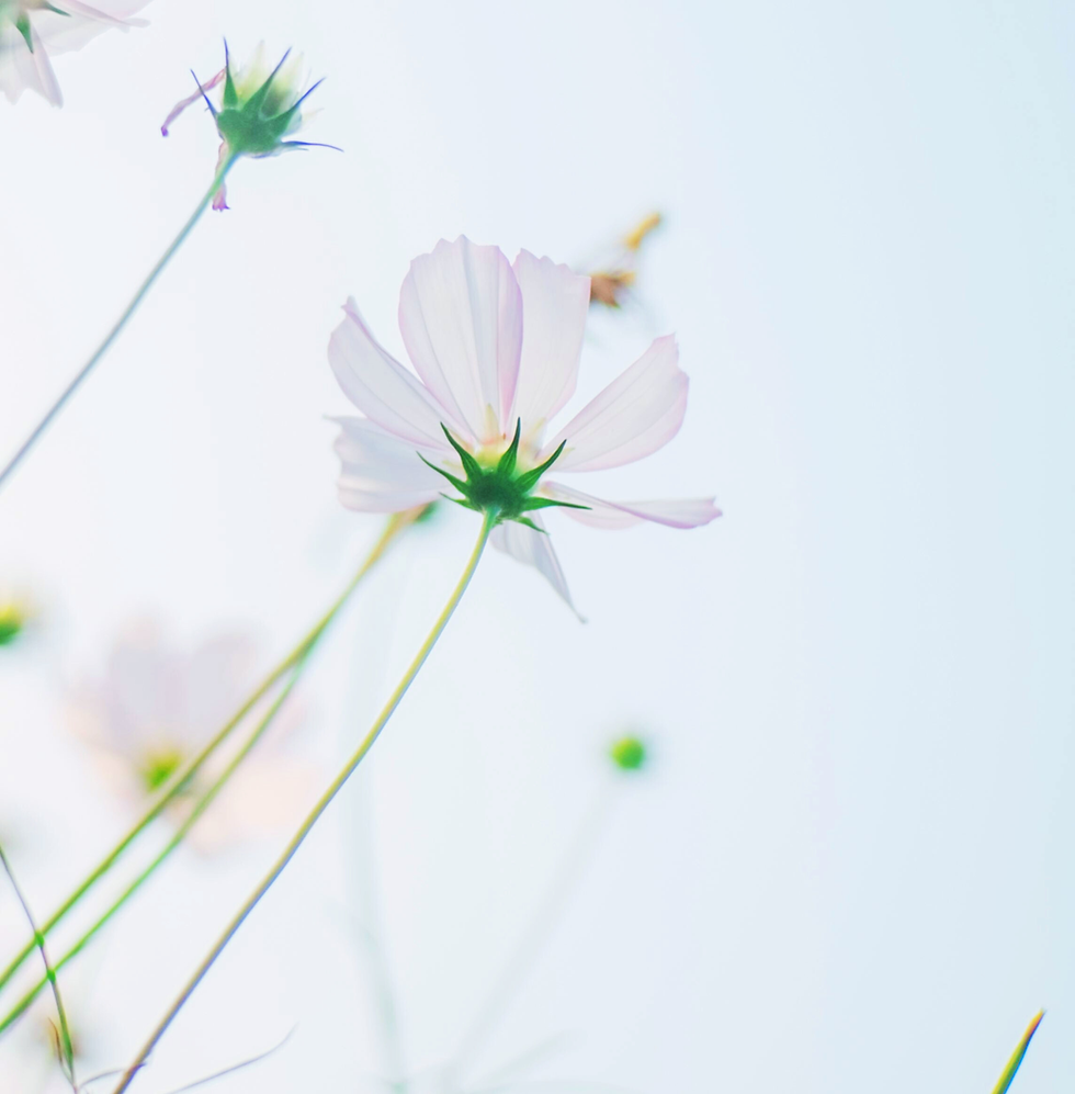 Untitled design (12).png