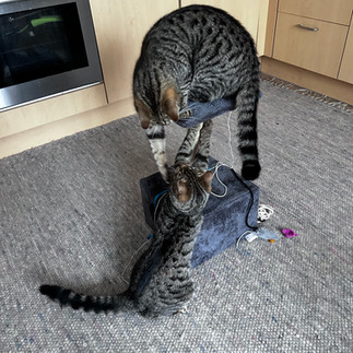 Zwei Katzen spielen am Kratzbaum